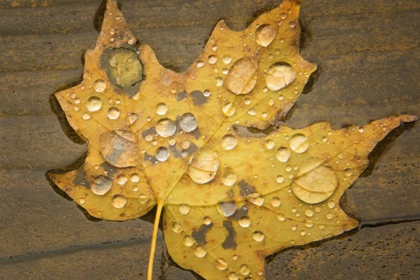 RAIN ON A FALLEN LEAF IN OLD FORGE, NY PHOTOGRAPHED BY TODD SPOTH